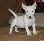 Slika 3