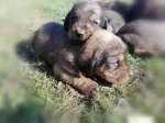 Slika 1