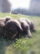 Slika 3