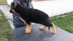 Slika 1