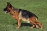 Slika 4