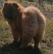 Slika 6