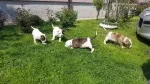 Slika 2