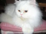 Slika 6