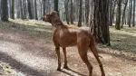 Slika 3