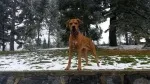 Slika 5