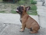 Slika 1