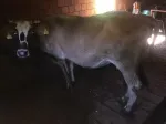Slika 1