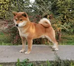 Slika 3