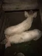 Slika 4