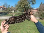 Slika 4