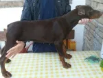 Slika 1