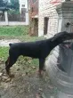 Slika 5