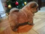 Slika 3