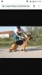 Slika 1
