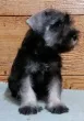 Slika 4