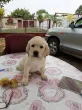 Slika 5