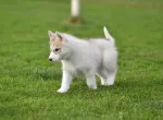 Slika 1