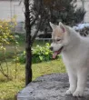 Slika 3