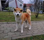 Slika 3