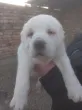 Slika 4