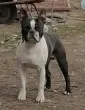 Slika 1