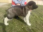 Slika 1