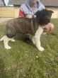Slika 2