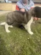 Slika 3