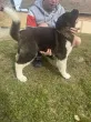 Slika 5