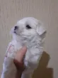 Slika 3
