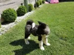 Slika 2