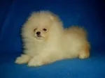 Slika 1