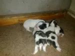 Slika 4