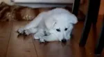Slika 1