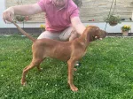 Slika 1