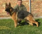 Slika 1