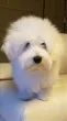 Slika 4