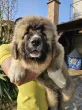 Slika 6