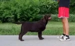 Slika 1