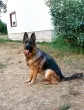 Slika 1