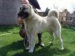 Slika 6