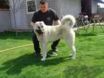 Slika 4