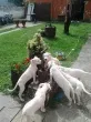 Slika 2