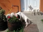 Slika 6