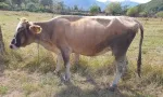 Slika 1