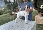 Slika 1