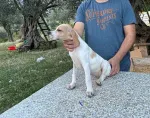 Slika 2