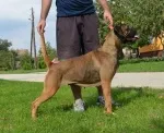 Slika 5