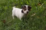 Slika 1